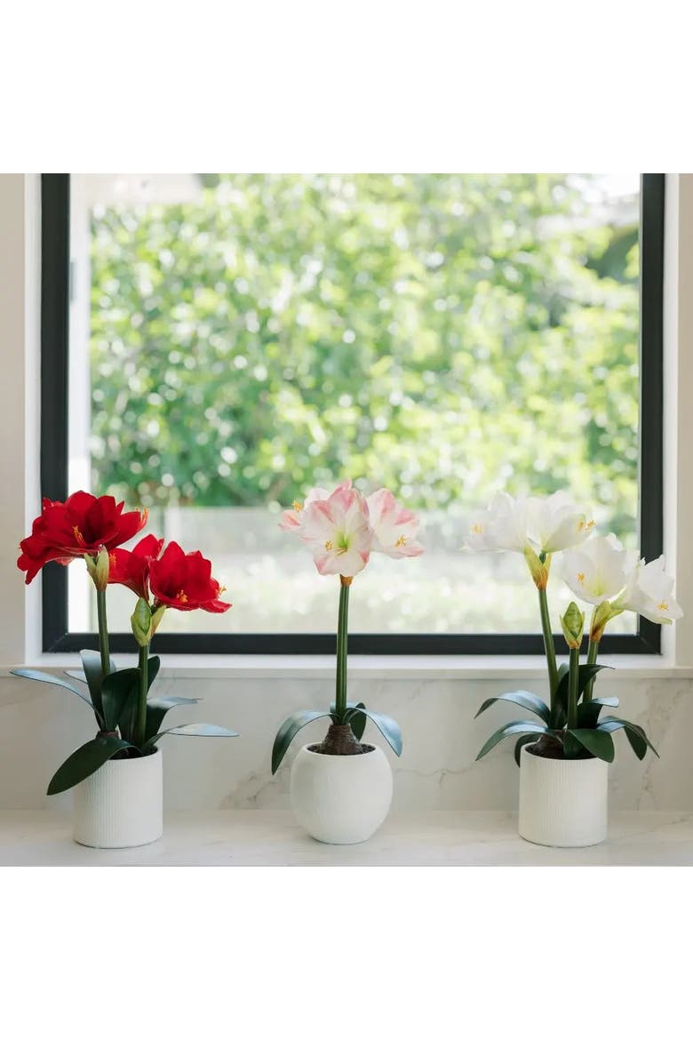 24" White & Pink Amaryllis Bulb in Round Pot, Alternate, color, White & Pink