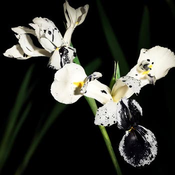 La Fille de L'air Eau de Parfum