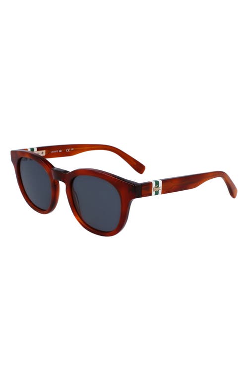 Lacoste 49mm Oval Sunglasses In Brown
